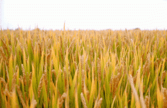 稻谷飘香迎丰年|Ezpay钱包生产基地奏响丰收乐章